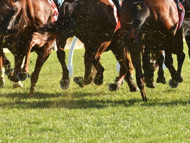 Horse Racing - Haydock image